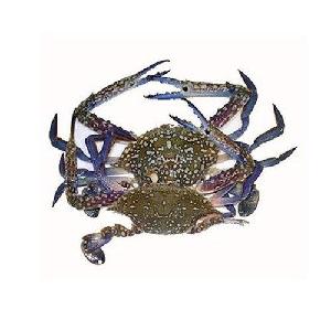 wholesale fresh frozen blue swimming crab