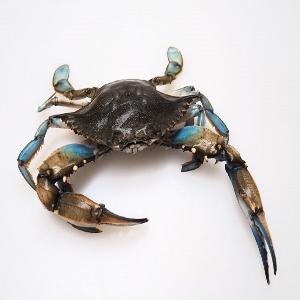 New Stock Alive/ Fresh/ Frozen Blue Swimming Crab
