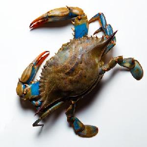 Frozen Live Fresh Mud Crab (Male Female)
