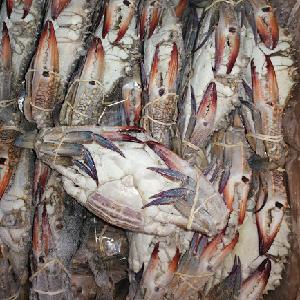 We have %100 Fresh live  Blue   Swimming   Crab  and  Frozen   Blue   Swimming   Crab  Ready Stock