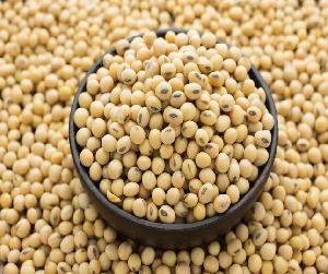 Soybeans / Soya Bean/ Soybean Seeds/ Soya Bean Seeds new crop for Sale from Vietnam