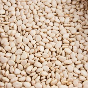 High Quality Dried Lima Beans