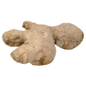 Good quality unspoiled plump clean yellow color Thailand  fresh ginger