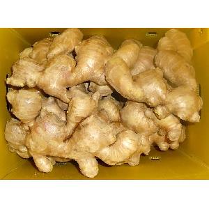 Fresh Ginger High Quality Rich Color and Texture