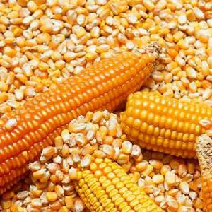 Dry Yellow Corn for Animal Feed Grade