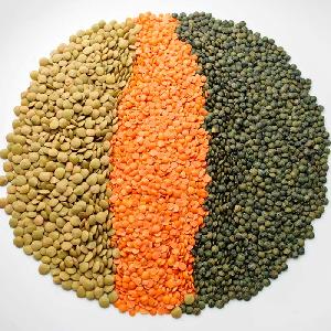 New Crop Lentil Bean, Red Lentil Australia, Red Lentil Specifications