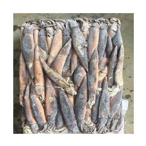 Wholesale Frozen Illex Squid/Argentina Squid
