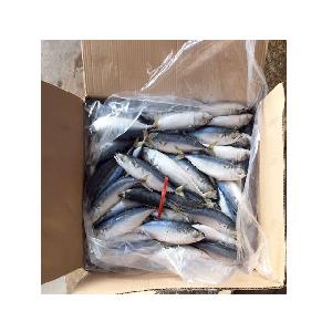 fish product type and pacific mackerel variety mackerel fish