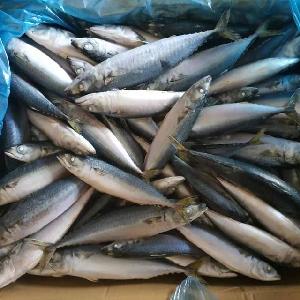 New Coming Frozen Pacific Mackerel Fish Whole Round