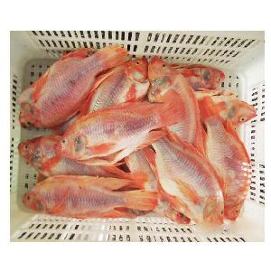 Whole Frozen Gutted And Scaled Red Tilapia On Sale