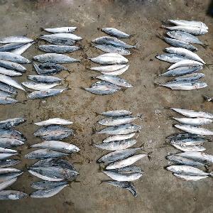Sea Fish Best Seafood With Fresh Frozen Pacific Mackerel Fish