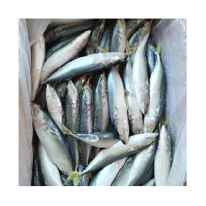 Best quality pelagic fish frozen mackerel price