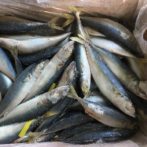 Seafood Frozen Fish Scomber Japonicus Pacific Mackerel