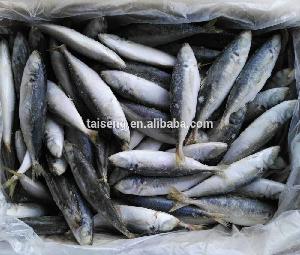 New arrival frozen round scad mackerel fish