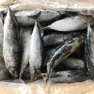 Frozen WR frigate tuna /bonito 300-500g