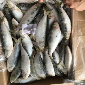 Good quality fresh  fish  for  bait  frozen Sardines