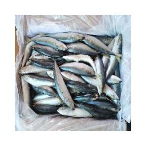 quality sea fish best seafood with fresh frozen mackerel fish/ pacific mackerel