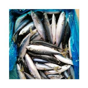 frozen pacific mackerel fish seafrozen 200-300g fresh seafood