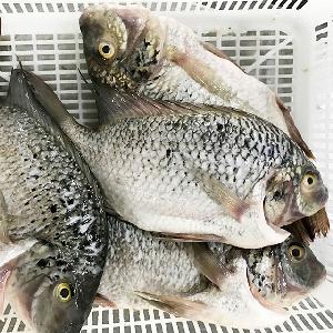 Best Fresh Farm Raised Gutted and Scaled Whole Tilapia Fish