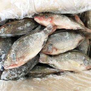 Best Fresh Frozen Black Tilapia Fish Feed Meal