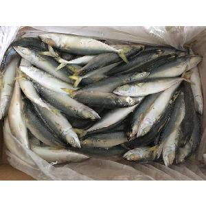 top sell fresh frozen pacific mackerel fish