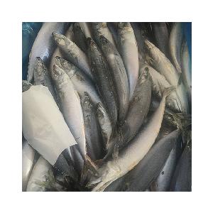 frozen pacific mackerel fish for bait on sale