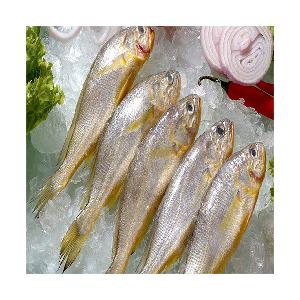 frozen whole round yellow croaker fish IQF and yellow croaker 200-300g