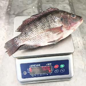Whole Round Tilapia IQF Frozen Food Seafood Frozen Fish