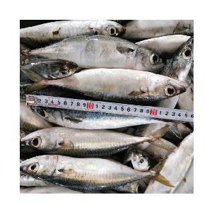 wholesale cheap seafood frozen  fresh   pacific   mackerel   fish  whole round