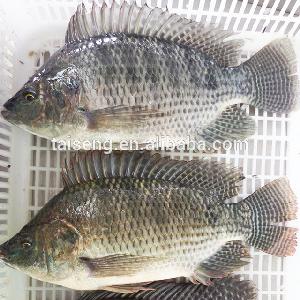 Sea Food WR Tilapia Black Tilapia Fish