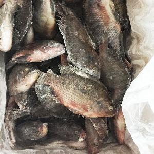 Whole Round Fresh Black Tilapia Frozen Fish at Stock