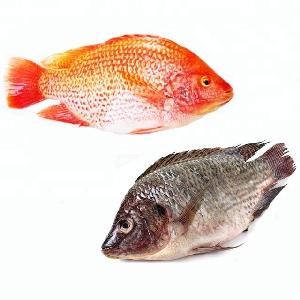 Frozen red and black tilapia
