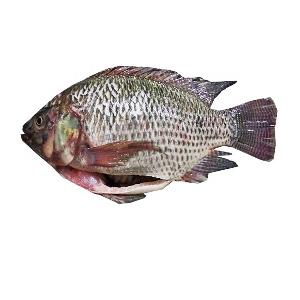 High Quality Frozen Gutted scaled Whole Tilapia for Sale