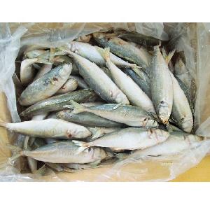 Fresh Catch Seafood Of Mackerel Fish And Round Scad