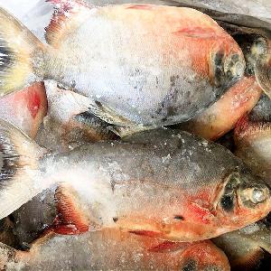 New catching frozen whole round red pomfret on sales