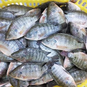 China seafood exporter frozen tilapia whole round price