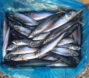 Frozen Mackerel Fish, Frozen Pacific Mackerel Ready For Export