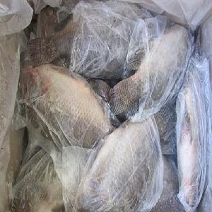Whole Red and Black Fresh Frozen Tilapia Fish For Sale
