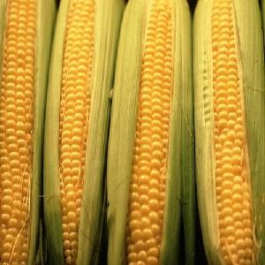 Fresh Yellow Maize / Yellow Corn for Sale / Dried Yellow Corn For Export
