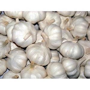 Fresh Pure White Garlic 5.5cm