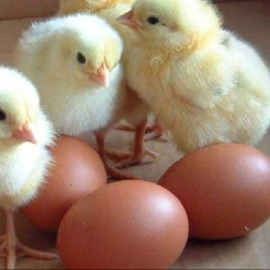 Hatching Chicken Eggs For Sale