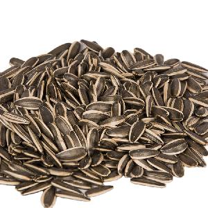 Chinese Inner Mongolia  Factory  Sunflower Seed Dakota 361 363 601 5009