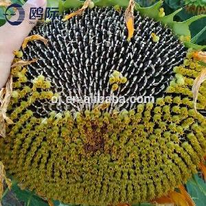 Top grade different types sunflower seeds for sale