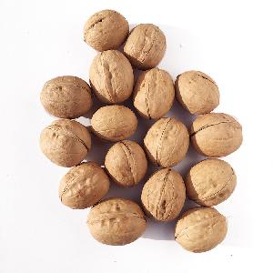 33 type turkish walnut Nuez india Black Walnut