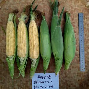 Helinong ST-1pioneer corn seed yellow color sweet variety