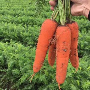  Hybrid   vegetable   seeds  carrot  seeds  for sale