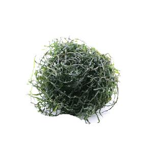  Net  weight 22g seaweed kelp round cake   machine dried cut kelp water wash  kombu silk  cake for salad