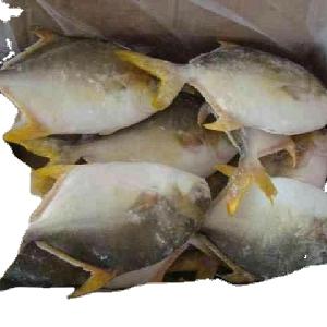 High Quality New Caught Fresh Frozen Whole Round Golden Pomfret