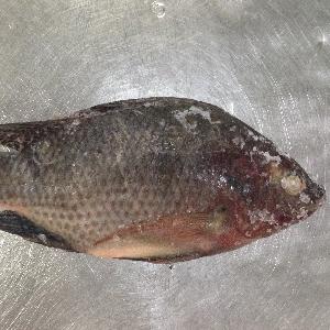 Hot Sale Frozen Tilapia WholeRound