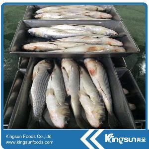 Hot sale Good price  High quality  GREY MULLET gutted